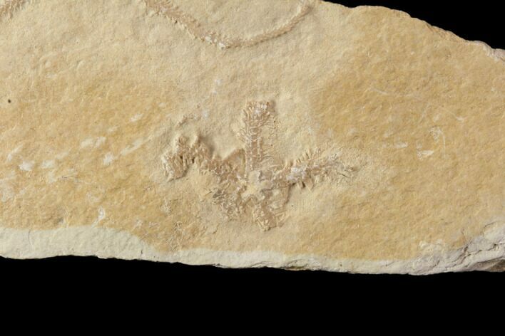 Bargain, Jurassic Brittle Star (Sinosura) Fossil - Solnhofen #86402